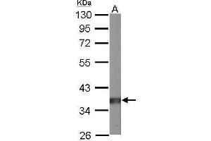 PPP2CA antibody  (C-Term)