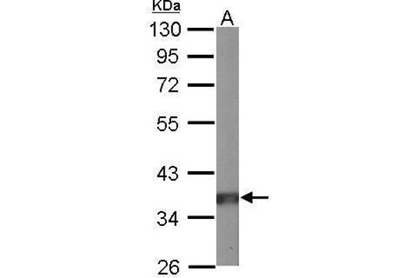 PPP2CA antibody  (C-Term)