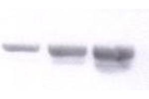 Image no. 1 for anti-Nidogen 1 (NID1) antibody (ABIN108623) (Nidogen 1 antibody)