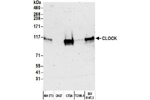 Western Blotting (WB) image for anti-Clock Homolog (Mouse) (CLOCK) (AA 796-846) antibody (ABIN7450129) (CLOCK antibody  (AA 796-846))