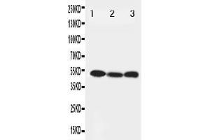 Anti-Beclin 1 antibody, Western blotting Lane 1: HELA Cell Lysate Lane 2: SW620 Cell Lysate Lane 3: PANC Cell Lysate