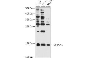 Western blot analysis of extracts of various cell lines, using MRPL41 antibody (ABIN7268572) at 1:1000 dilution. (MRPL41 antibody  (AA 1-137))