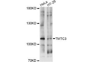 Western blot analysis of extracts of various cell lines, using TMTC3 antibody (ABIN6293653) at 1:1000 dilution. (TMTC3 antibody)