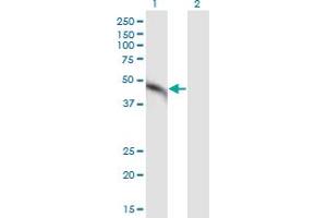 Western Blotting (WB) image for anti-Mitogen-Activated Protein Kinase Kinase 2 (MAP2K2) (AA 1-360) antibody (ABIN948323)