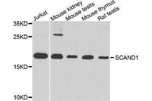 Western blot analysis of extracts of various cell lines, using SCAND1 antibody. (SCAND1 antibody  (AA 1-179))