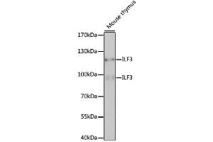 Western blot analysis of extracts of mouse thymus, using ILF3 antibody.