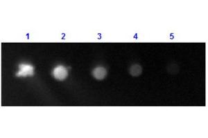 Dot Blot results of Rabbit Anti-Human IgG F(c) Antibody Fluorescein Conjugate. (Rabbit anti-Human IgG (Fc Region) Antibody (FITC) - Preadsorbed)
