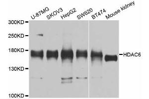 Western blot analysis of extracts of various cell lines, using HDAC6 antibody (ABIN5997880) at 1/1000 dilution. (HDAC6 antibody)