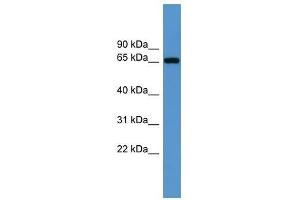 Western Blot showing Igf2bp3 antibody used at a concentration of 1-2 ug/ml to detect its target protein.