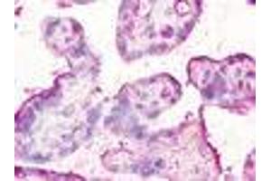 Anti-CCBP2 / D6 antibody IHC of human placenta. (CCBP2 antibody  (N-Term))