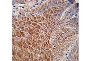 IHC analysis of FFPE human skin stained with IGH antibody (IgH antibody  (AA 290-320))