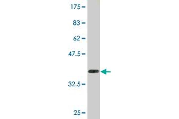 CRY2 antibody  (AA 141-231)