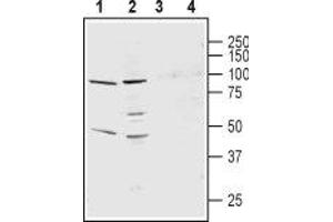 Western blot analysis of rat lung membranes (lanes 1 and 3) and mouse heart membranes (lanes 2 and 4): - 1,2. (KCNS3 antibody  (1st Extracellular Loop))