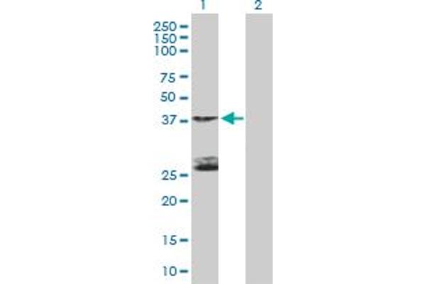 STK19 antibody  (AA 1-364)