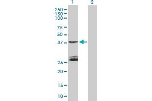 STK19 antibody  (AA 1-364)