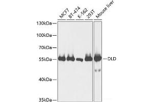 Western blot analysis of extracts of various cell lines using DLD Polyclonal Antibody at dilution of 1:1000. (DLD antibody)