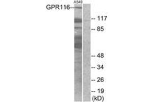 Western blot analysis of extracts from A549 cells, using GPR116 Antibody. (G Protein-Coupled Receptor 116 antibody  (AA 11-60))
