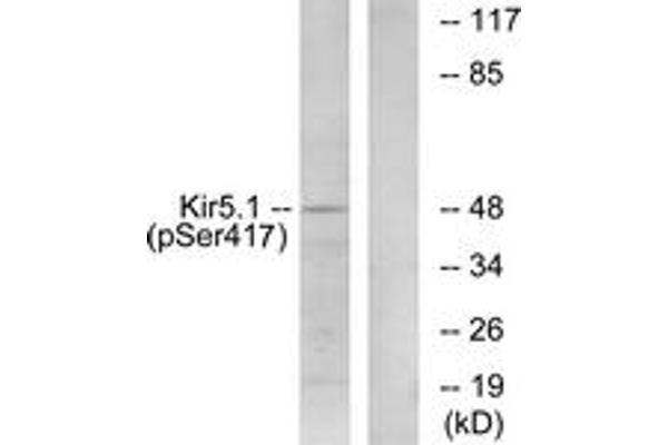 KIR5.1 antibody  (pSer417)