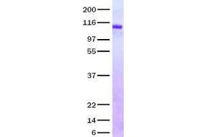 Validation with Western Blot (HVEM Protein (Fc Tag))