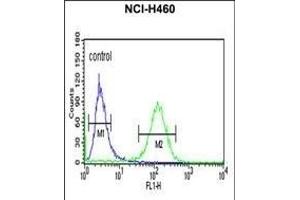 RAB27B Antibody (C-term) (ABIN651177 and ABIN2840113) flow cytometric analysis of NCI- cells (right histogram) compared to a negative control cell (left histogram).
