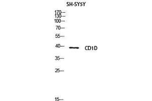 Western Blot (WB) analysis of SH-SY5Y lysis using CD1D antibody. (CD1d antibody  (Internal Region))