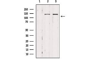 Western blot analysis of extracts from various samples, using MAST3 Antibody. (MAST3 antibody  (Internal Region))