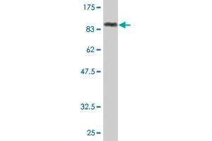 Western Blot detection against Immunogen (86. (GK2 antibody  (AA 1-553))