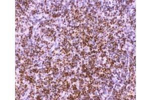 IHC-P: RUNX1 antibody testing of rat thymus tissue