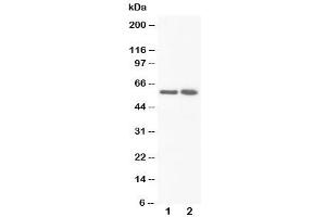 Western blot testing of FMO3 antibody and Lane 1:  rat liver