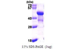 SDS-PAGE (SDS) image for NDE1 (NDE1) (AA 1-335) protein (His tag) (ABIN667430) (NDE1 Protein (NDE1) (AA 1-335) (His tag))