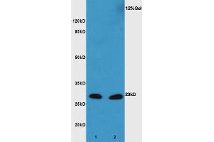 L1 mouse embryo lysate L2 mouse liver lysates probed with Anti XBP1 Polyclonal Antibody, Unconjugated  at 1:3000 for 90 min at 37˚C.