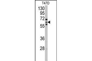 Western blot analysis of anti-CYP2C8 Antibody (N-term) (ABIN392529 and ABIN2842084) in T47D cell line lysates (35 μg/lane). (CYP2C8 antibody  (N-Term))