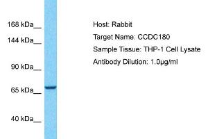 Host: Rabbit Target Name: CCDC180 Sample Type: THP-1 Whole Cell lysates Antibody Dilution: 1. (CCDC180 antibody  (Middle Region))