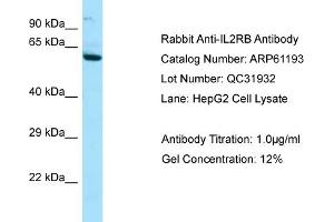 Western Blotting (WB) image for anti-Interleukin 2 Receptor, beta (IL2RB) (C-Term) antibody (ABIN2788713) (IL2 Receptor beta antibody  (C-Term))