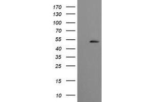 Image no. 1 for anti-Cbl proto-oncogene C (CBLC) (AA 244-474) antibody (ABIN1491264) (CBLC antibody  (AA 244-474))