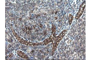 Image no. 1 for anti-Platelet/endothelial Cell Adhesion Molecule (PECAM1) antibody (ABIN1497247)
