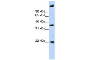 Image no. 1 for anti-Single Stranded DNA Binding Protein 3 (SSBP3) (AA 288-337) antibody (ABIN6741311) (SSBP3 antibody  (AA 288-337))