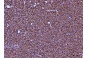 IHC analysis of Cxcr3 using anti-Cxcr3 antibody (ABIN7599273). (CXCR3 antibody  (AA 1-326))