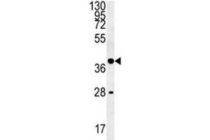 WNT8B antibody western blot analysis in K562 lysate (WNT8B antibody  (AA 323-351))