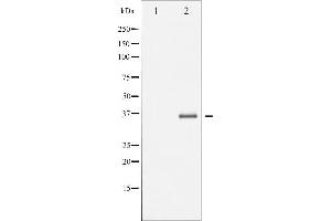 Western blot analysis of Caspase 3 expression in Etoposide treated NIH-3T3 whole cell lysates,The lane on the left is treated with the antigen-specific peptide. (Caspase 3 antibody  (Internal Region))