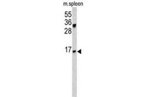 Western blot analysis of IGJ antibody (N-term) in mouse spleen lysates (35ug/lane). (Rabbit anti-Human Immunoglobulin J Polypeptide, Linker Protein For Immunoglobulin alpha and mu Polypeptides (IGJ) (Joining Chain), (N-Term) Antibody)