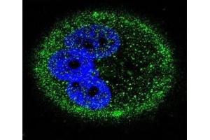 Confocal immunofluorescent analysis of MAPK15 antibody with MCF-7 cells followed by Alexa Fluor 488-conjugated goat anti-mouse lgG (green). (MAPK15 antibody)