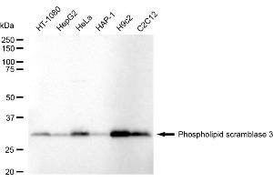 Western blotting analysis using Phospholipid scramblase 3 antibody (ABIN7799827).