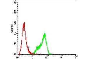 Flow cytometric analysis of hela cells using MYLK mouse mAb (green) and negative control (red).