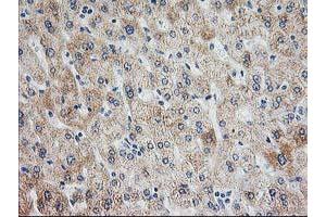 Image no. 2 for anti-Adenylate Kinase 4 (AK4) antibody (ABIN1496526) (AK4 antibody)