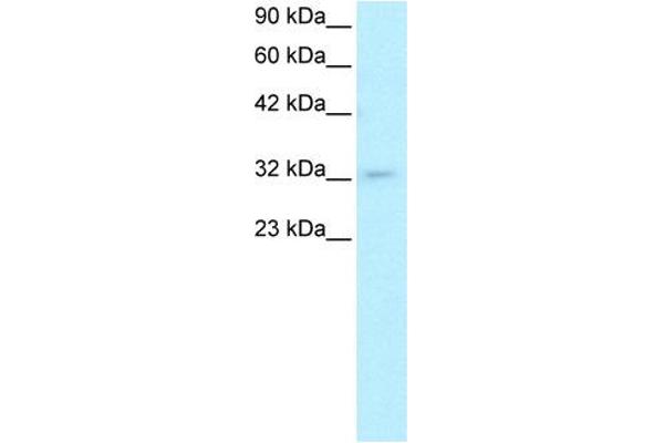 POU1F1 antibody  (C-Term)