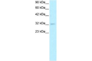 WB Suggested Anti-POU1F1 Antibody Titration: 0. (POU1F1 antibody  (C-Term))