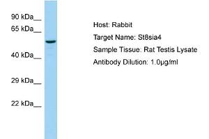 WB Suggested Anti-St8sia4 Antibody   Titration: 1. (ST8SIA4 antibody  (C-Term))