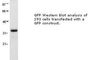 Image no. 1 for anti-Green Fluorescent Protein (GFP) antibody (ABIN274268)
