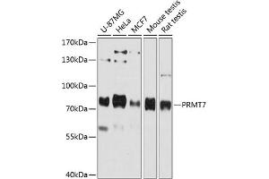 Western blot analysis of extracts of various cell lines, using PRMT7 antibody (ABIN6129631, ABIN6146234, ABIN6146235 and ABIN6215747) at 1:3000 dilution. (PRMT7 antibody  (AA 513-692))